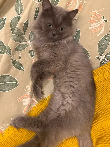 Pets