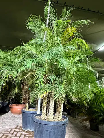 Large Phoenix Palm 5PP Multi-Stem Plant in Pot - Thailand Import