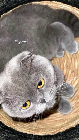 ابوظبي الشهامة القديمة شارع الاعواد