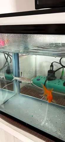 Fish and aquarium