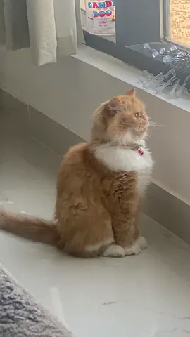 cat for adoption
