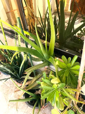 Assorted indoor/outdoor potted plants - Aloe Vera and succulents, healthy and ready