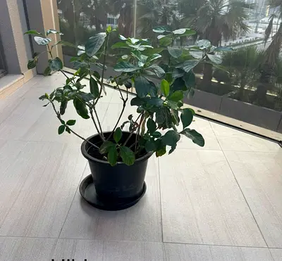 Gardenia Potted indoor green plant - healthy foliage, ready to rehome