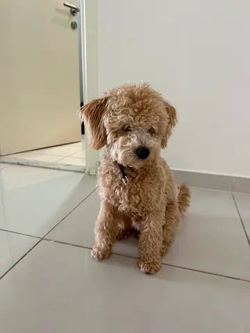 Small mini poodle for adoption— loving and calm