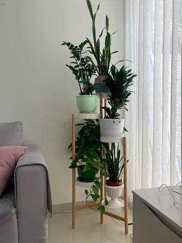 Wooden multi-tier indoor plant stand with 6 natural plants(different) - all healthy, ceramic pots.