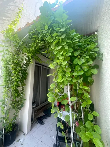 Climbing plant on a white arch- yellow bell creeper