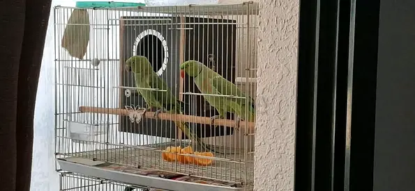Parrots