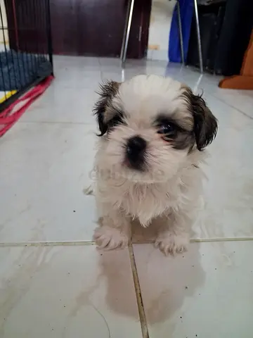 Puppys for rehoming