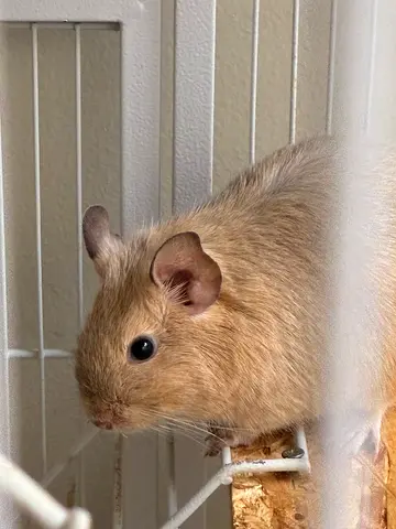 Degu mause