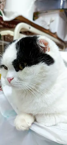 Cat for adoption