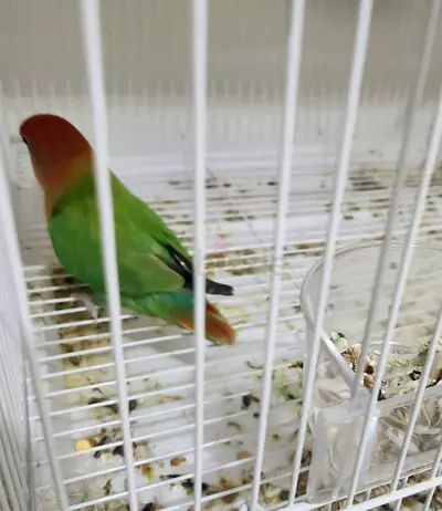 Love Bird