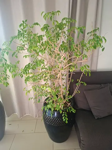 China Doll Plant in Dark Navy Pot