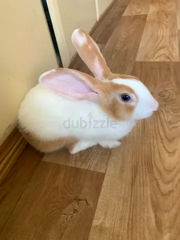 Cute Bunny Rabbit with Cage & Food (Sharjah)