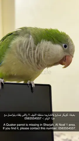 Missing Quaker Parrot (Green Cheek) — Al Nof 1, Sharjah