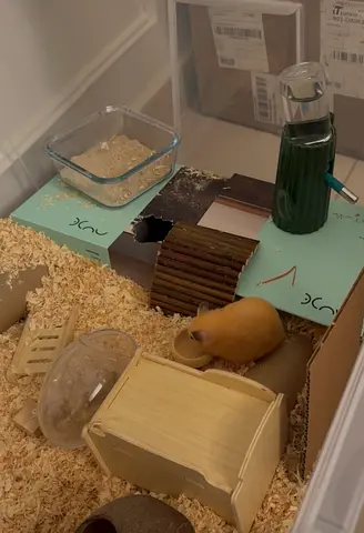 Gorgeous friendly hamster with cage accessories (ready to rehome)