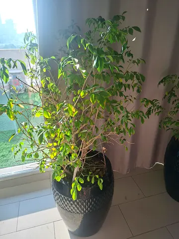 China Doll Plant in Dark Navy Plant Pot