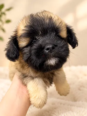 Young fluffy puppy looking for a loving home - gentle, small breed