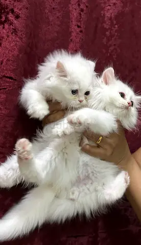 Turkish Angora female and male kitten 8 weeks old beautiful, female has two different color eyes