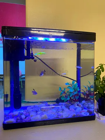 Aquarium for sale with fishes and accessories