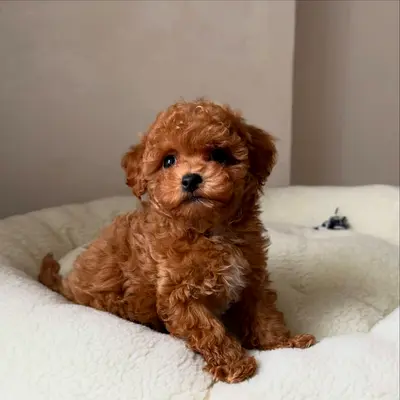Beautiful Toy - Poodle Puppies – Smart, Friendly & Well Socialized