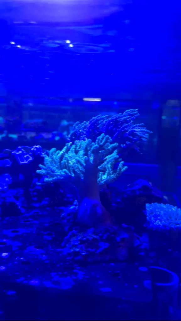 DPV_View_Image_4