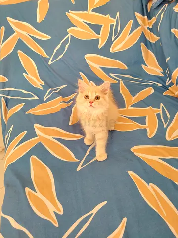 Pure Persian Kittens