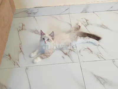 Pure Ragdoll Kitten