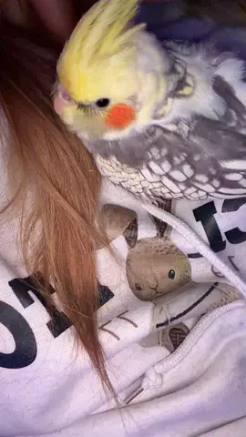 Pet parrot