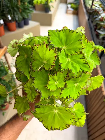 Vibrant Lime Green Rex Begonia "Lima Love" / Holland Indoor Plant