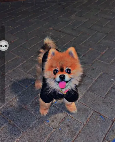 Friendly Pomeranian looking for a new home - vaccinated and playful