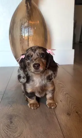 Male and female dachshund puppies available for rehoming and adoption