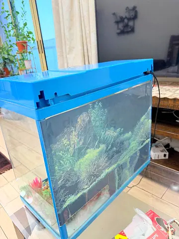 Small Blue Glass Fish Tank with Lid and Background (Ready to Set Up)