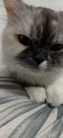 Friendly long-haired cat available for adoption