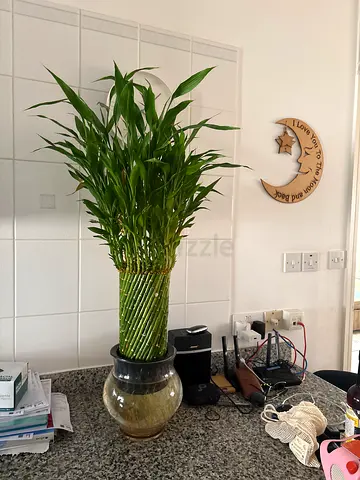 Bamboo plant