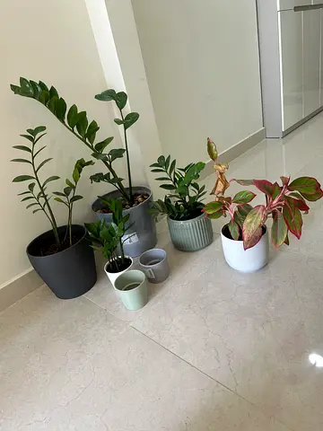 Plants pots