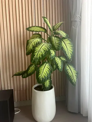 Natural Plant with Pot