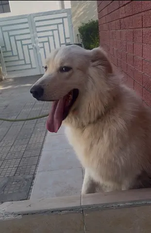 Male Golden retriever for adoption