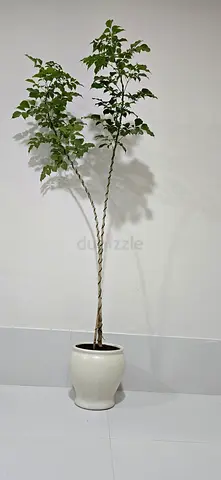 Red machera custom styled 180cm