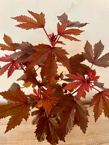 Cranberry Hibiscus