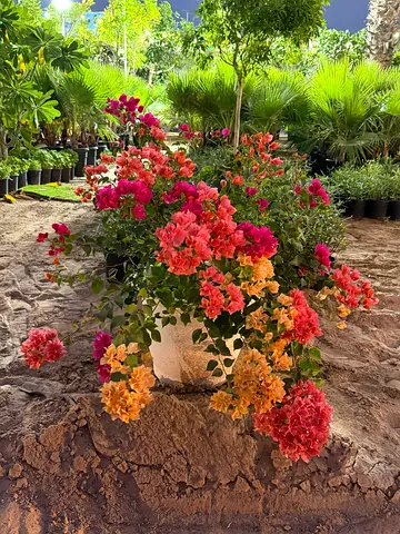 TC pot Bougainvillea ~ 225 AED
