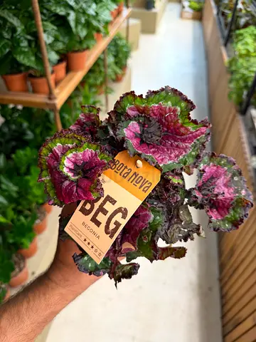 Beautiful Indoor Begonia Rex "Boranova" / Holland Indoor Plant