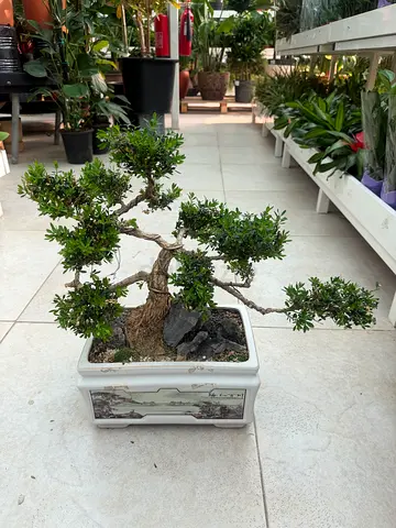 Premium Buxus Sinica Bonsai (Chinese Boxwood) / Ceramic Landscape Pot