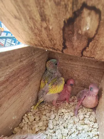 Baby Budgies (nestlings) - mixed ages
