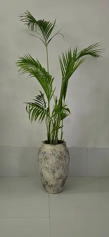 Palm in stone planter 150cm