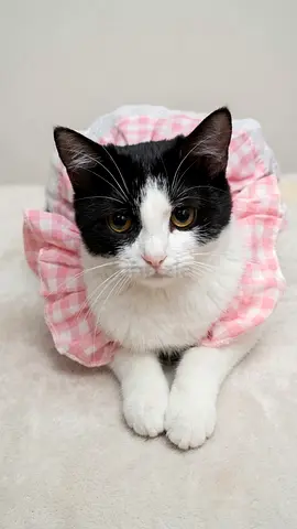 Cats for adoption