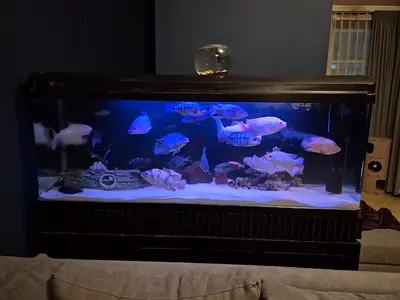 1.5 Meter Aquarium for Sale Complete Setup with Fish & Equipment
