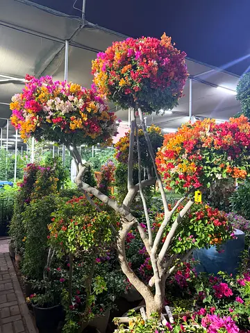 Rare Multi-Color Grafted Bougainvillea Bonsai Tree (Imported from Thailand) | Villa & Garden Topiary
