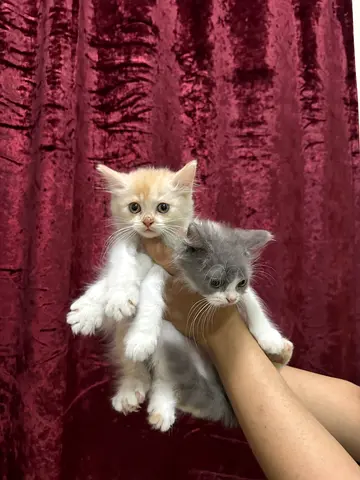 Persian kitten eight weeks, old male female.. Litter trained eating, wet and dry food, healthy, and