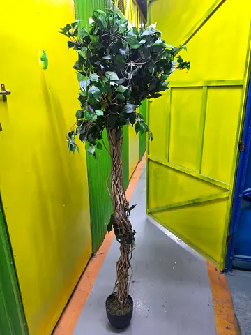 Tall Artificial Braided Trunk Ficus Tree - Potted Indoor Plant