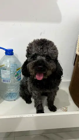 Small gray Poodle— friendly looking for new home